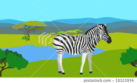 Zebra in the field with green grass, horisontal 18323934