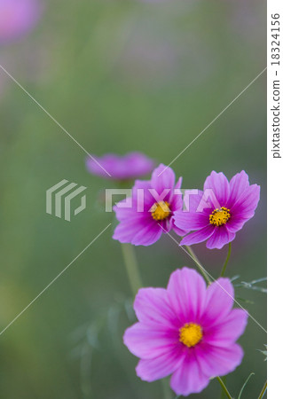 Cosmos field Cosmos field 18324156