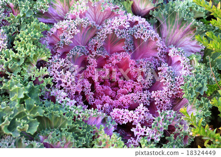 Purple decorative ornamental cabbage roses Purple decorative ornamental cabbage roses 18324449