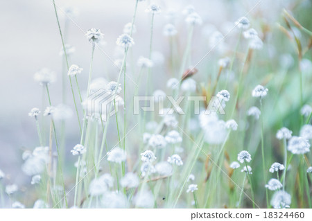 Little flower field closeup blurred background Little flower field closeup blurred background 18324460