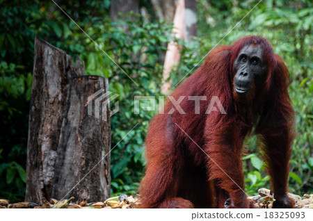 Female Orang Utan in Borneo Indonesia 18325093