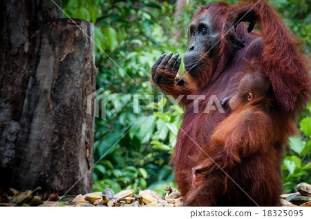 Sitting Orang Utan with Baby in Borneo Indonesia Sitting Orang Utan with Baby in Borneo Indonesia 18325095