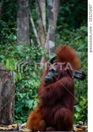 Sitting Orang Utan in Borneo Indonesia 18325097