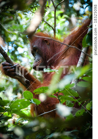 Orang Utan sitting on a tree in Borneo Indonesia 18325098