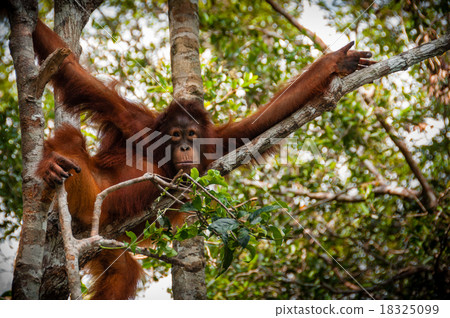 Orang Utan sitting on a tree in Borneo Indonesia 18325099