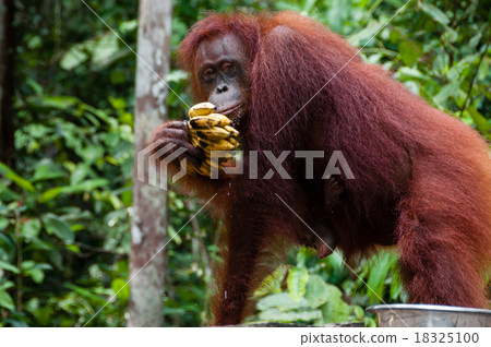 Orang Utan eating Bananas in Borneo Indonesia 18325100