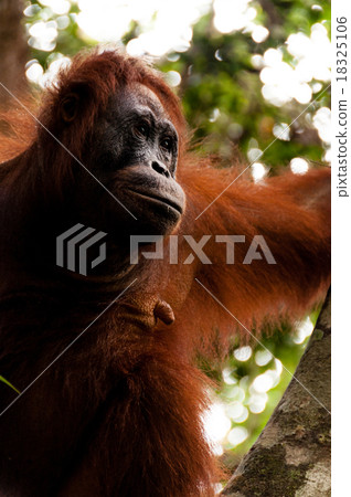 Orang Utan female sitting on a tree in Borneo 18325106