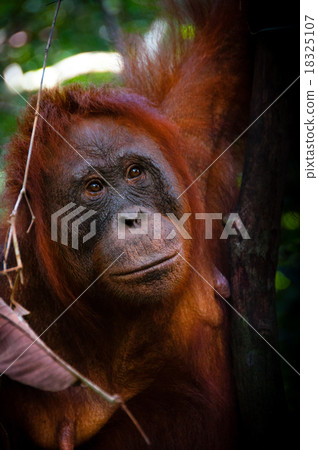 Orang Utan female face watching in Borneo 18325107