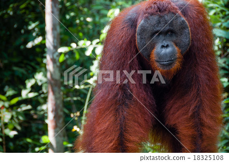 Orang Utan alpha male standing in Borneo Indonesia Orang Utan alpha male standing in Borneo Indonesia 18325108