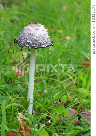 Shaggy ink cap (Coprinus comatus) 18325173