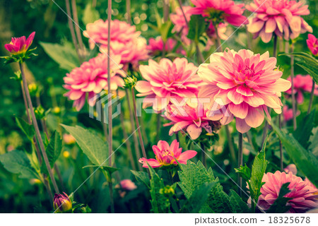 Violet flowers in a green garden Violet flowers in a green garden 18325678