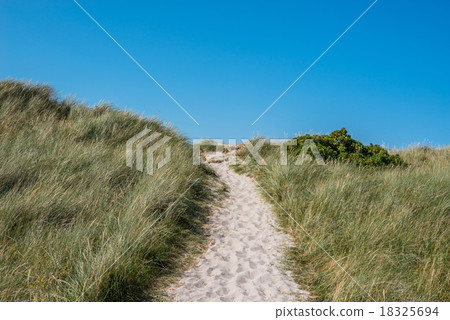 Beach path with green grass 18325694