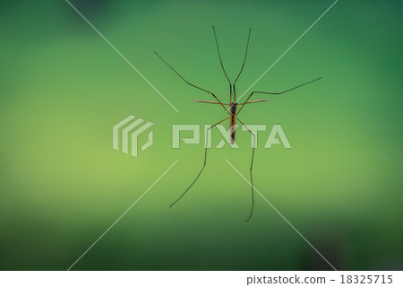 Crane fly on a green background Crane fly on a green background 18325715