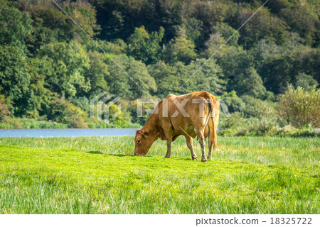 Cow grazing in the nature 18325722
