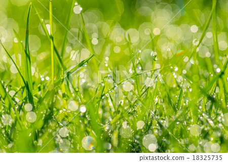 Dew in the sunshine Dew in the sunshine 18325735