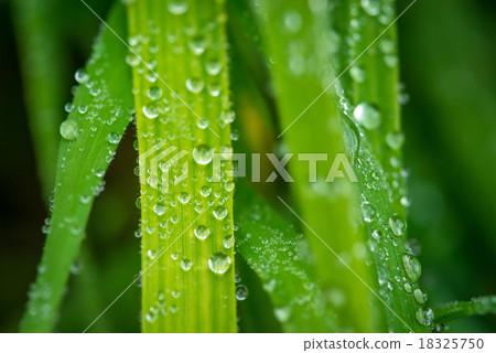 Grass after the rain 18325750