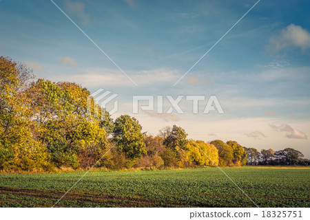 Colorful tree by a field Colorful tree by a field 18325751