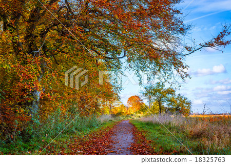 Nature path in the fall Nature path in the fall 18325763