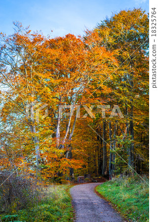 Nature trail going into a forest Nature trail going into a forest 18325764