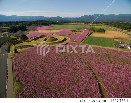 Saito Hara burial mound group Cosmos field Saito Hara burial mound group Cosmos field 18325784
