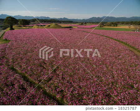 Saito Hara burial mound group Cosmos field 18325787