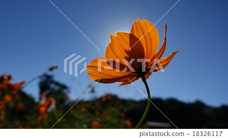 Kibanakosmos (watermark) @ Ohirashita Tochigi JPN 18326117