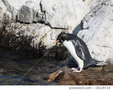 Iwatobi penguin that seems to jump in the rocky area of the Kasai Seaside Aquarium 18326519