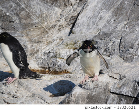 Iwatobi penguin that seems to jump in the rocky area of the Kasai Seaside Aquarium 18326521