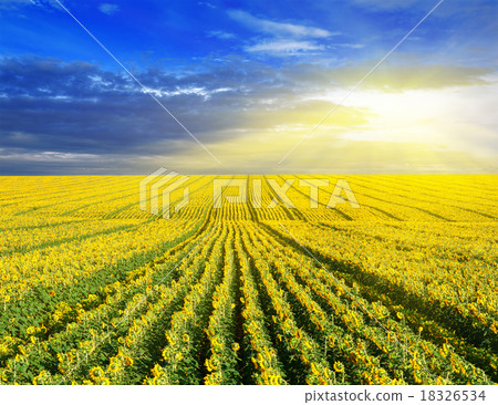 Sunset over the field 18326534