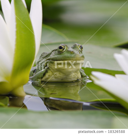 Marsh frog among white lilies Marsh frog among white lilies 18326588