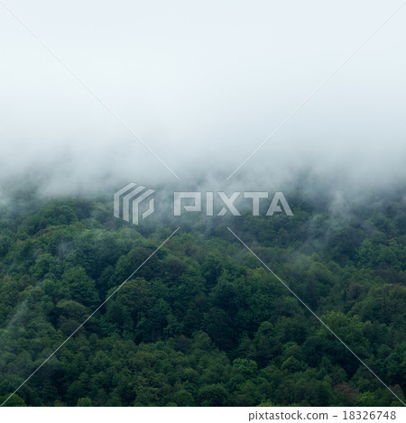 Fog covering forests Fog covering forests 18326748
