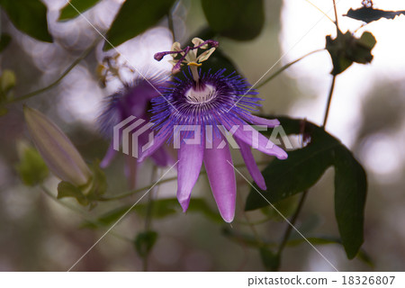 Purple Passionflower. Family Passifloraceae Purple Passionflower. Family Passifloraceae 18326807
