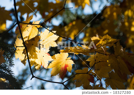 Yellow leaf fall leaves Yellow leaf fall leaves 18327280