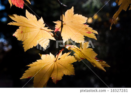 Leaves that shine yellow Leaves that shine yellow 18327281