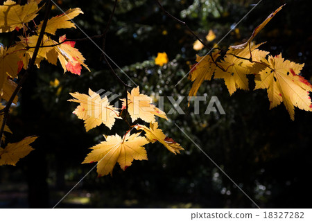 Leaves that shine yellow Leaves that shine yellow 18327282