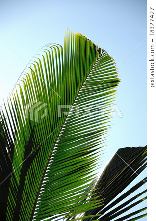 Palm and blue sky 18327427