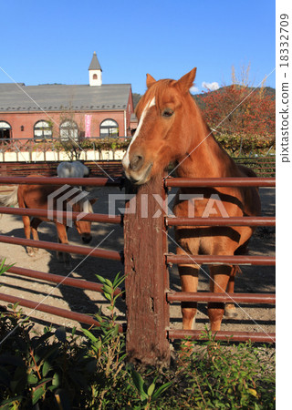 安曇野騎馬俱樂部 安曇野騎馬俱樂部 18332709
