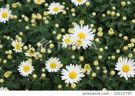 白菊花 18333797