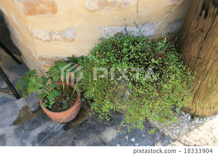 Potted plant gardening 18333904