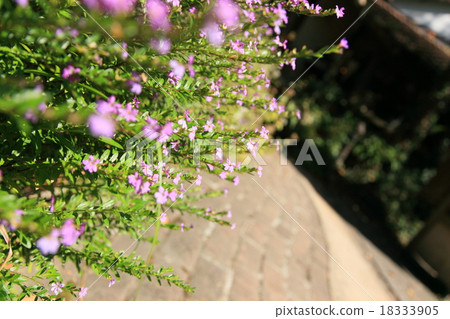 Flower Pinto back behind the scarecrow Elongated flowers 18333905