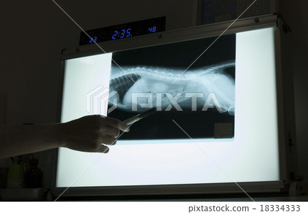 X射線照片 X射線照片 18334333