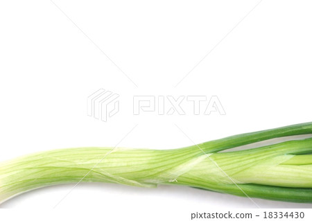 Spring onion 18334430