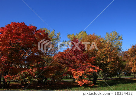 公園的秋葉 公園的秋葉 18334432