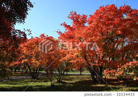 公園的秋葉 公園的秋葉 18334433