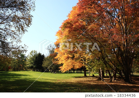 公園的秋葉 公園的秋葉 18334436