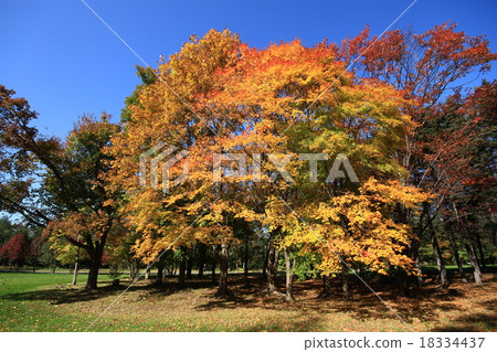 公園的樹木 公園的樹木 18334437