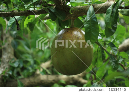 Natural plant Fukubenoki, surprisingly large round fruit hangs. She seems to make a maracas with shell 18334540