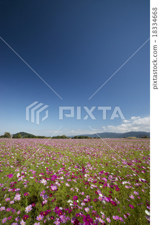 Yamato Dynasty landscape Cosmos field Yamato Dynasty landscape Cosmos field 18334668