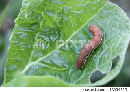 Caterpillar larvae 05 18334715