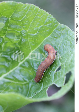 毛蟲幼蟲06 18334716